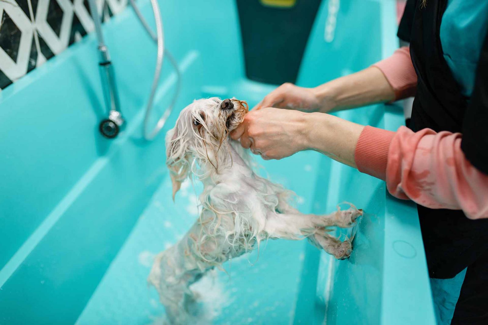 What should you ask a Dog Groomer? The Bump