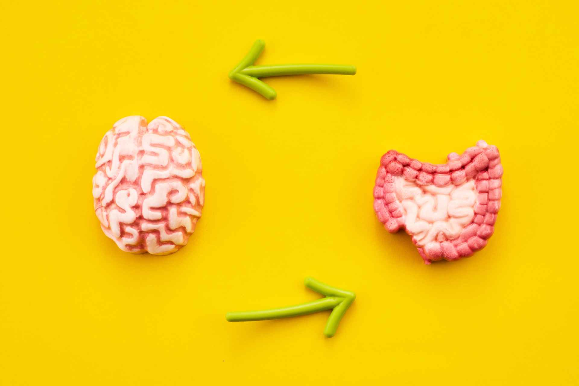 The Gut-Brain Connection: How Microbes Influence Mood, Immunity, and Digestion The Gut-Brain Connection: How Microbes Influence Mood, Immunity, and Digestion